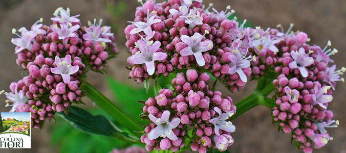 valeriana-benefici