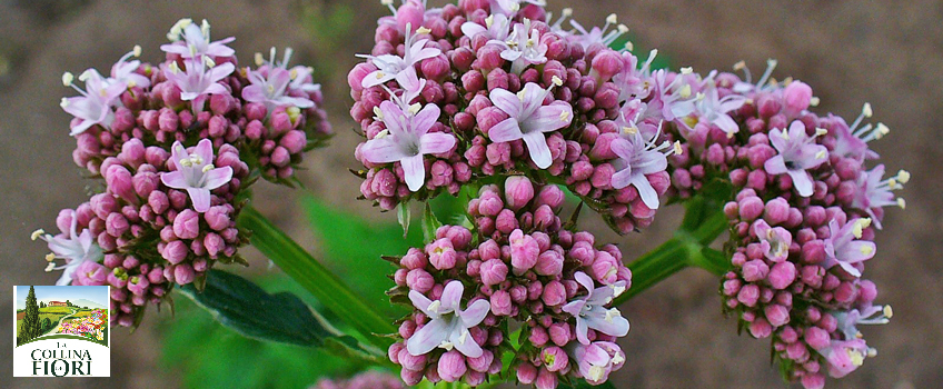 valeriana-benefici