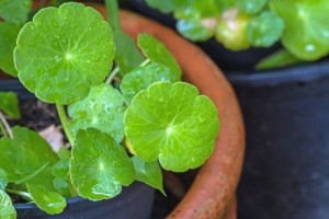 centella